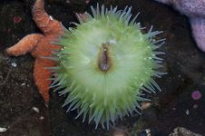 Green Anemone Royalty Free Stock Images Green Anemone Royalty Free Stock Images
