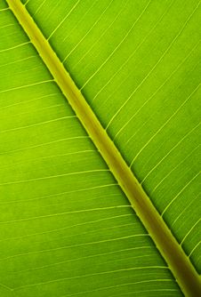 Bright Green Leaf Structure Royalty Free Stock Images Bright Green Leaf Structure Royalty Free Stock Images