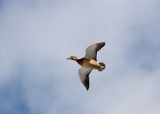 Mallard Duck (Anas Platyrhynchus) Royalty Free Stock Photos