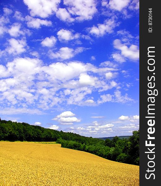 Field of wheat on a sunny day