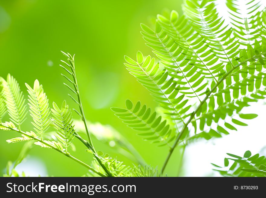 Green leaf image for background or wallpaper. Green leaf image for background or wallpaper