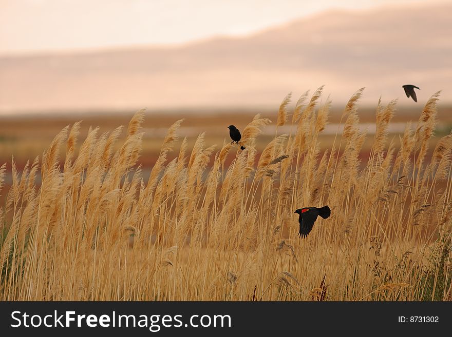 Red-winged Blackbirds against an amber meadow