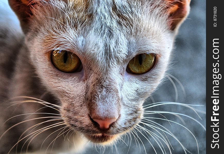 Close-up shot of a street cat. Close-up shot of a street cat