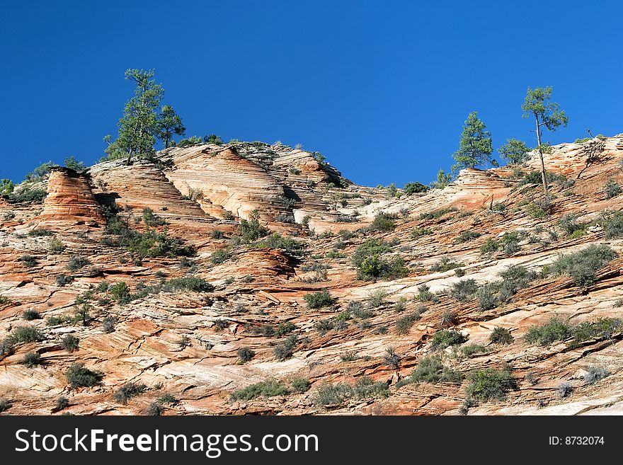 Zion High Country sandstone and trees. Zion High Country sandstone and trees