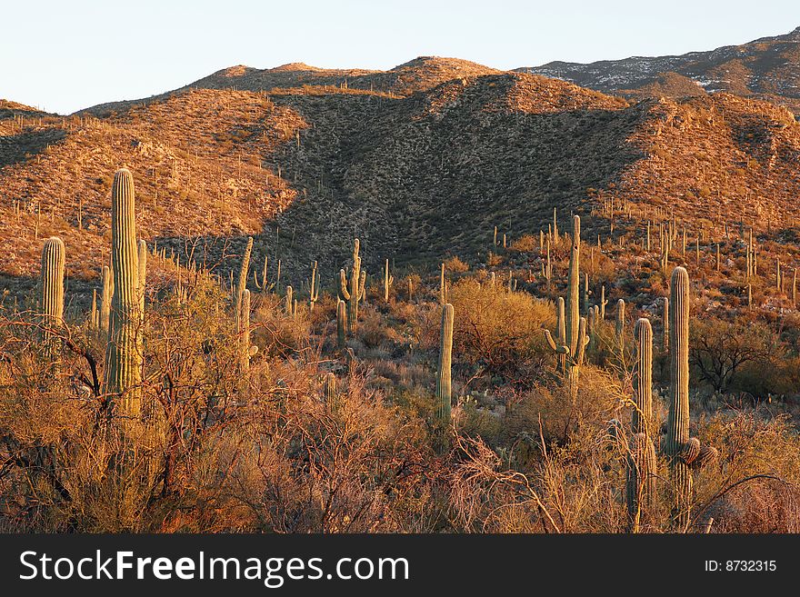 Saguaro Hills at Sunset