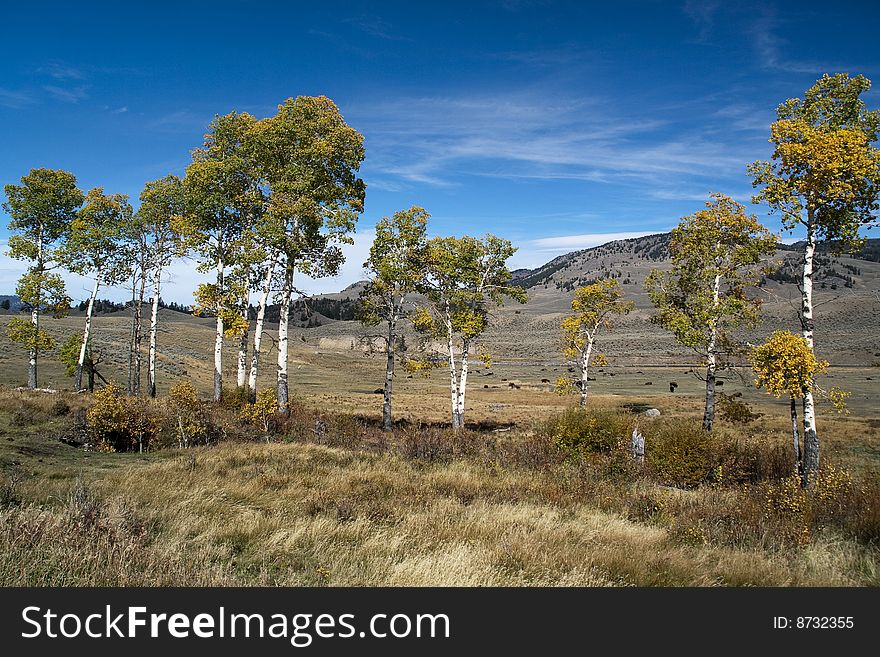 Aspen trees in fall at Hayden Valley, Yellowstone. Aspen trees in fall at Hayden Valley, Yellowstone