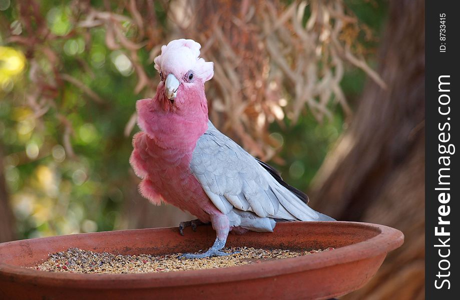 A galah standing firm against a strong wind. A galah standing firm against a strong wind.
