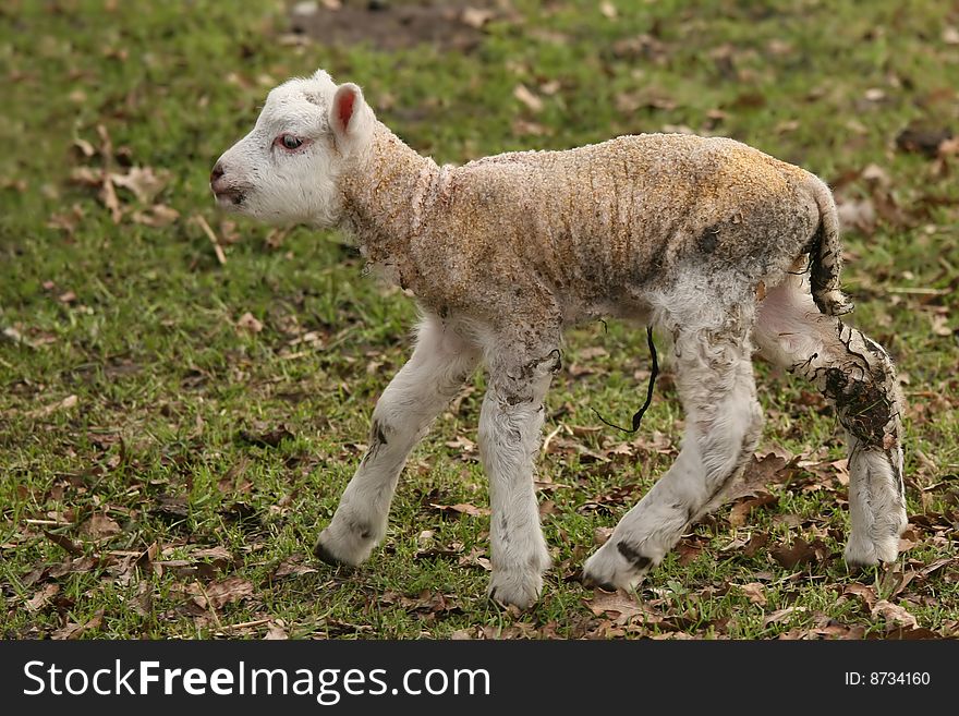 Farm animals: Cute little lamb walking