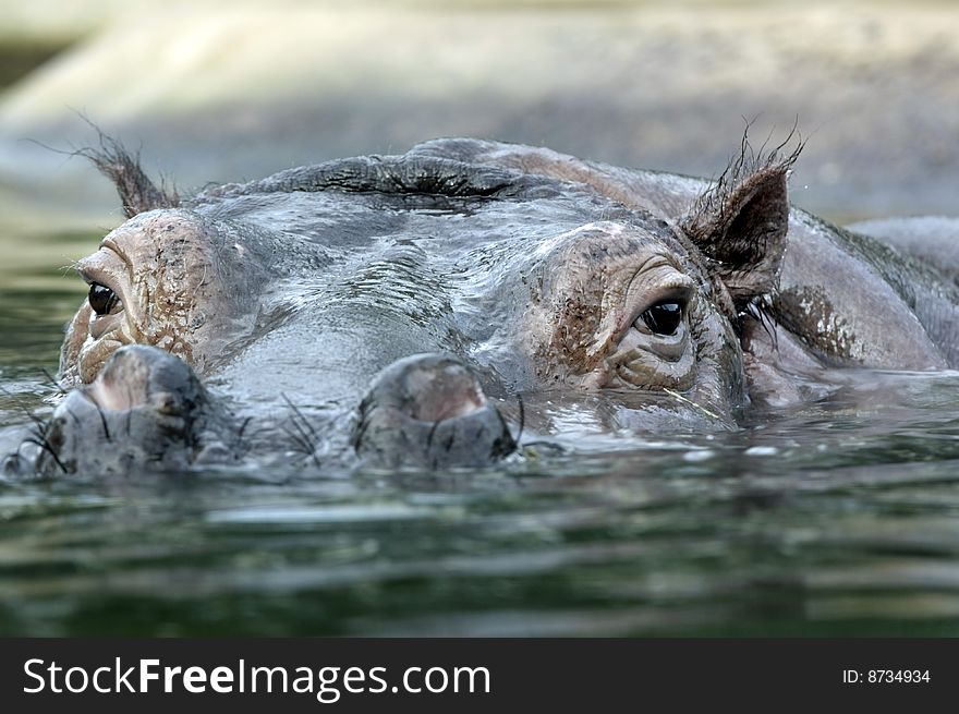 Hippo close up half submerged in water