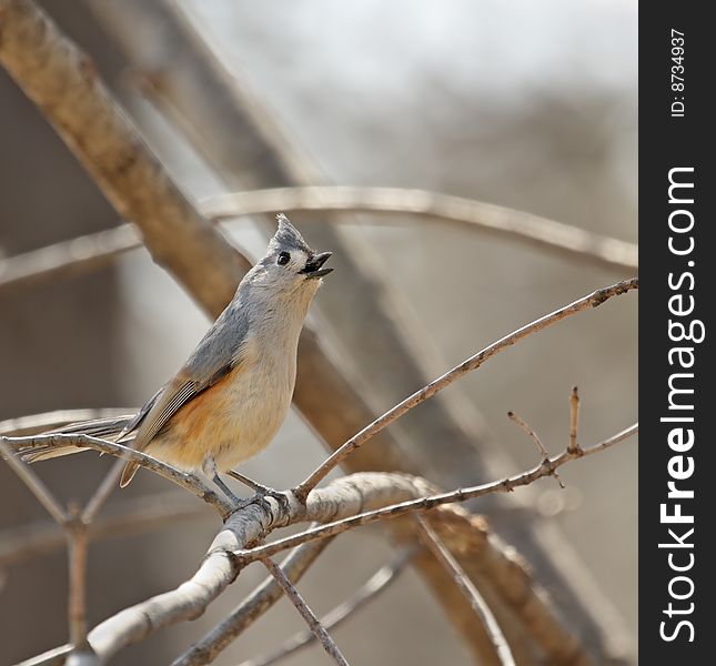 Tufted titmouse singing perched on a tree branch