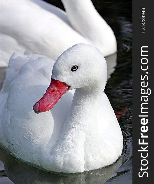 Plain white duck