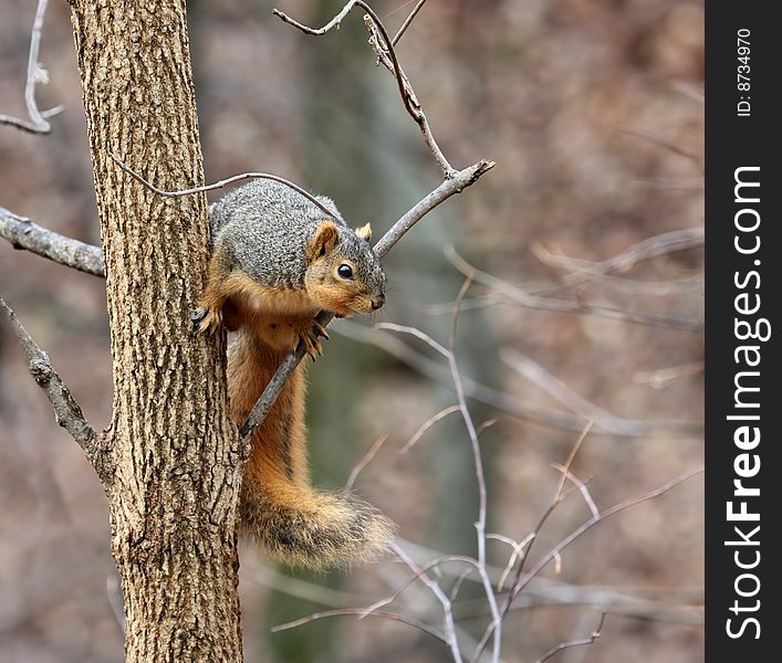 Fox squirrel (sciurus niger) looking down from a tree. Fox squirrel (sciurus niger) looking down from a tree