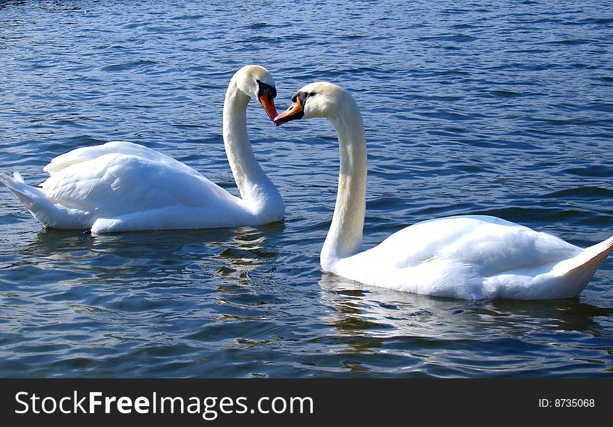 Heart Kissing Swan