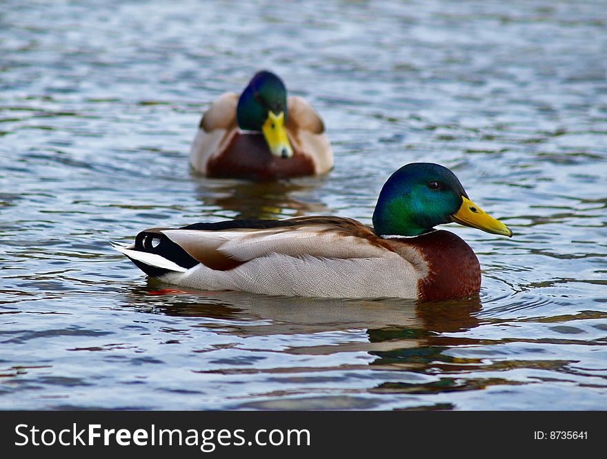 Two ducks swimming gracefully in the lake