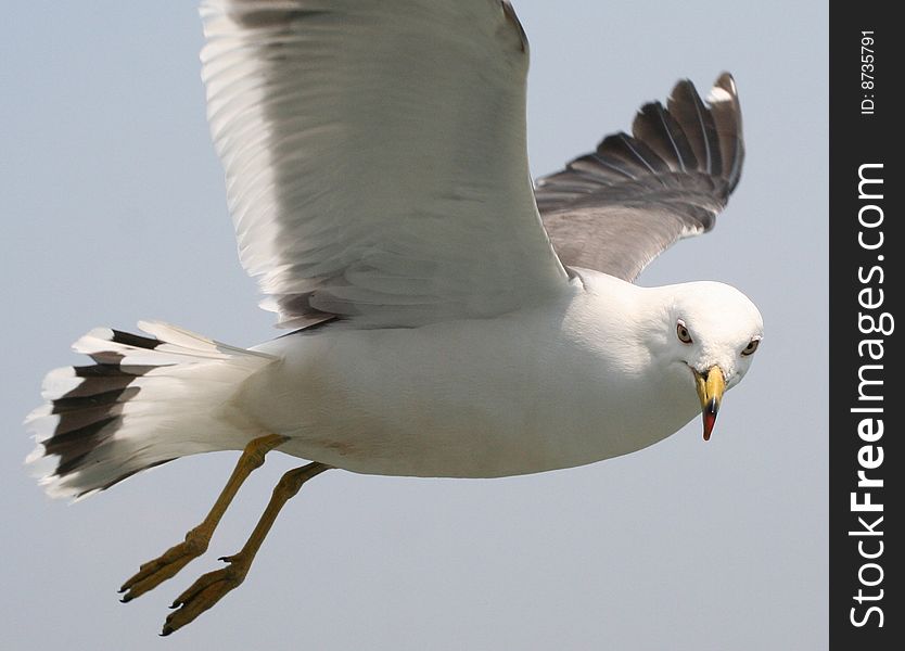 A close flying seagull in Matsushima Japan