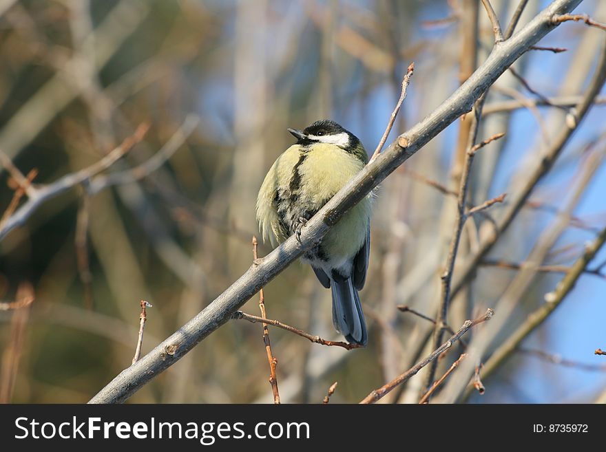 Tit siting on the twig in the bushes. Tit siting on the twig in the bushes