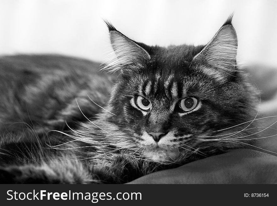 Lying cat looking at camera (maine-coon purebred). Lying cat looking at camera (maine-coon purebred)