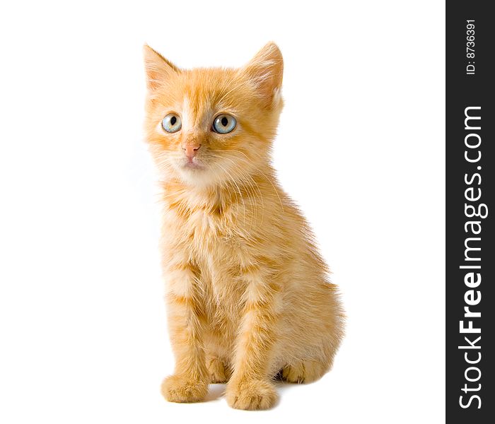 Fluffy red kitten isolated over white background