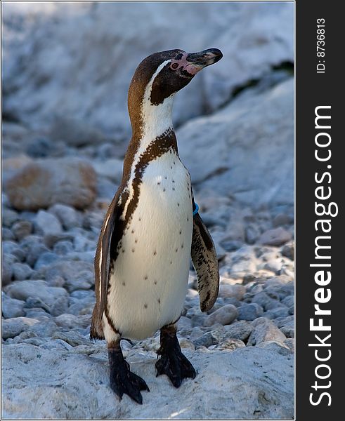 Nice penguin filmed in Austria Vienn zoo one funny walker animal