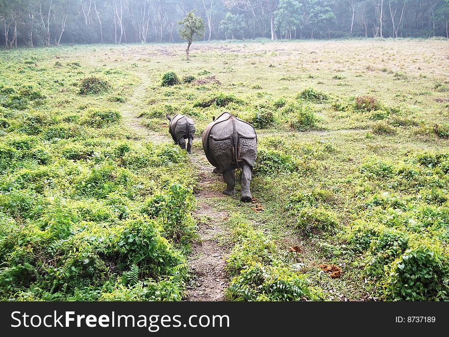 Rhinoceros Unicornis Mother And Child