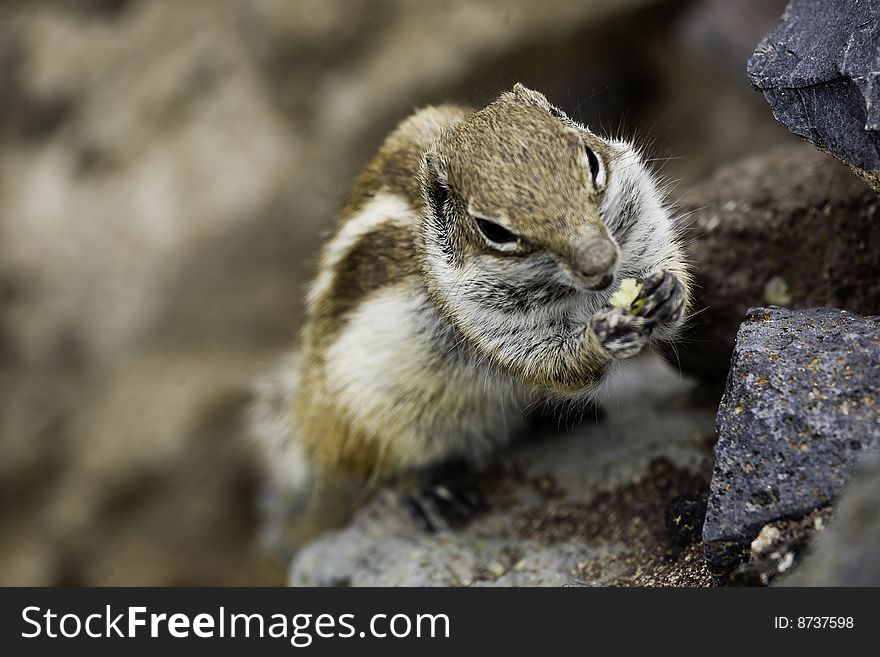 Hungry chipmunk eating a peanut