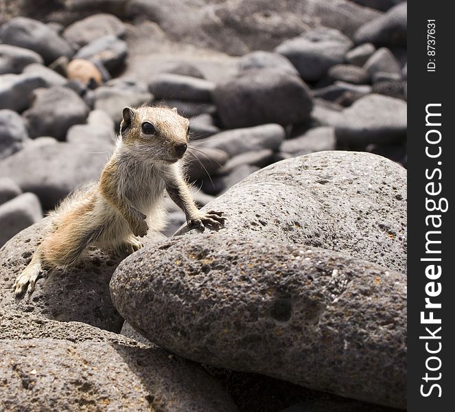 Inquisitice chipmunk looking for food on the rocks. Inquisitice chipmunk looking for food on the rocks