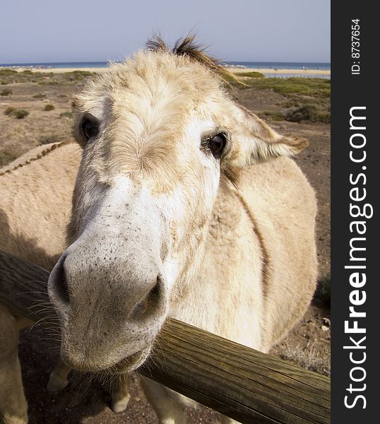 Angry donkey looking into the camera at the beach