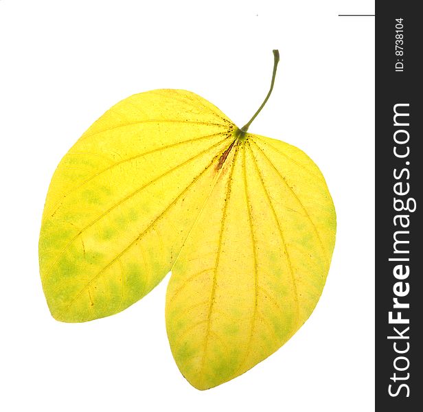 Yellow leaves on white background. Yellow leaves on white background