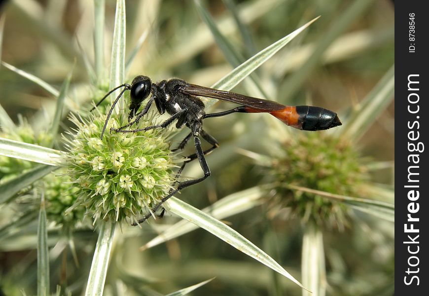 Ammophila sabulosa collecting pollen from flower