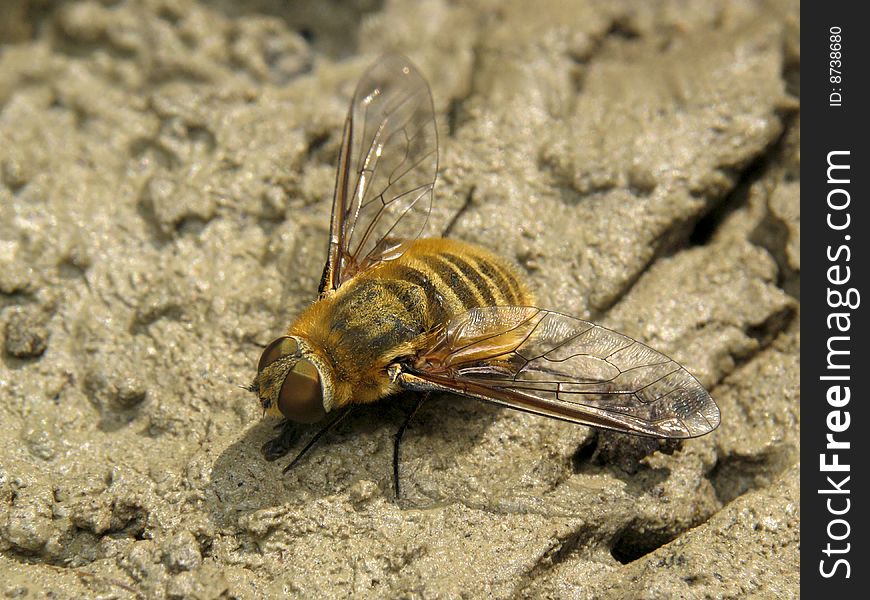 Fly on the brown background. Fly on the brown background.