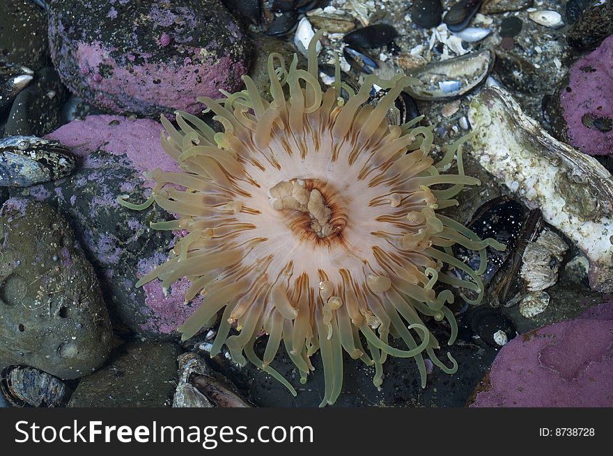 Orange anemone in a tide pool, among shells. Orange anemone in a tide pool, among shells.