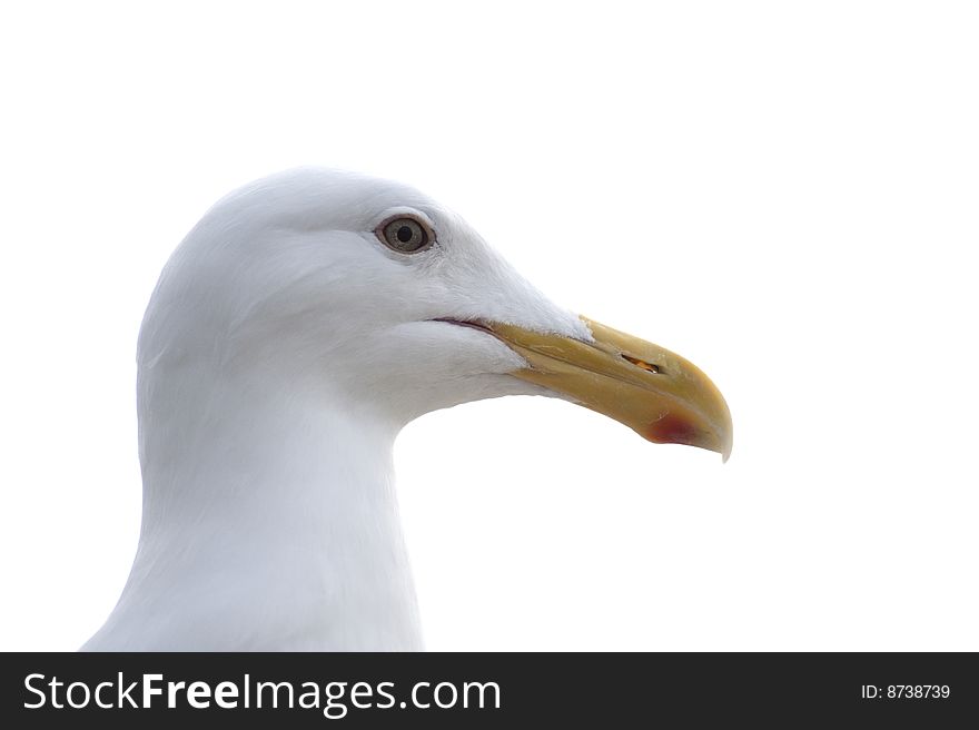 Portrait of a seagull with a white background. Portrait of a seagull with a white background