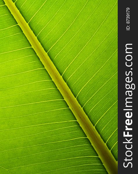 Bright green leaf structure macro. veins of leaf.