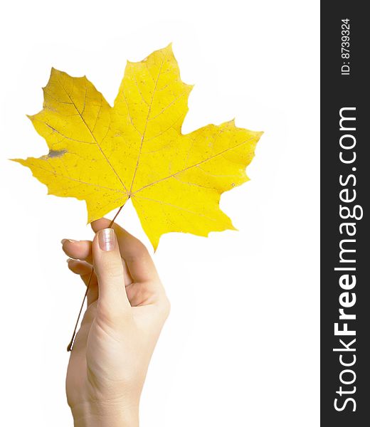 Maple Leaf In A Hand