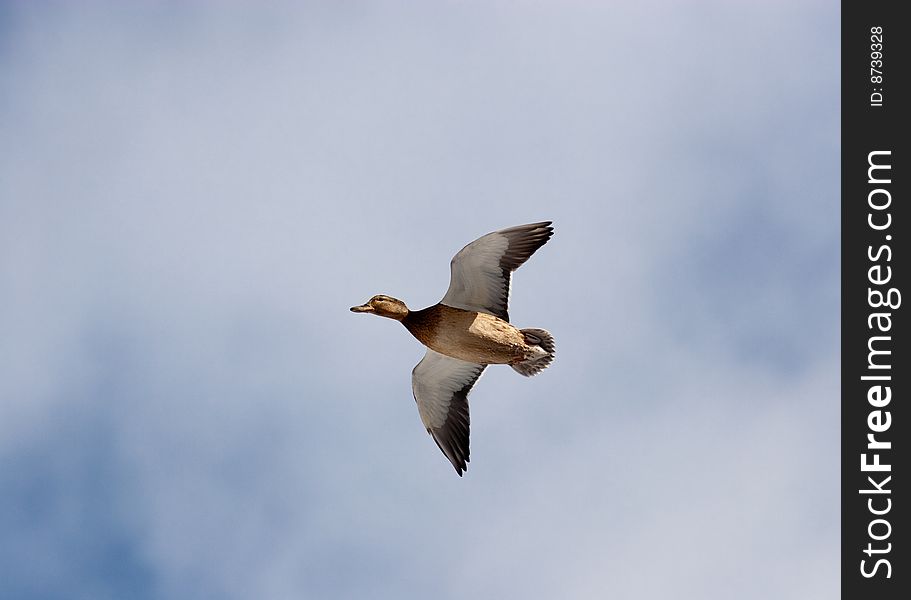 In the sky the wild duck flies. A short distance for a shot. In the sky the wild duck flies. A short distance for a shot.