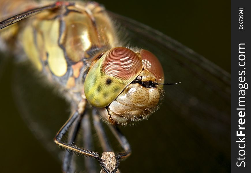 The head of the Sympetrum vulgatum