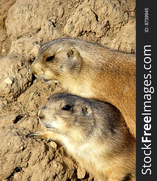 Two prairie dogs poking there heads out the burrow looking for food.