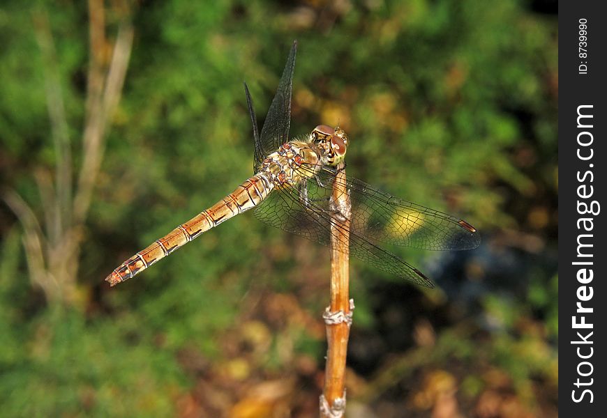 Sympetrum vulgatum on a stalk