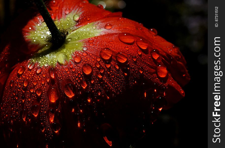 Poppy In The Dew.