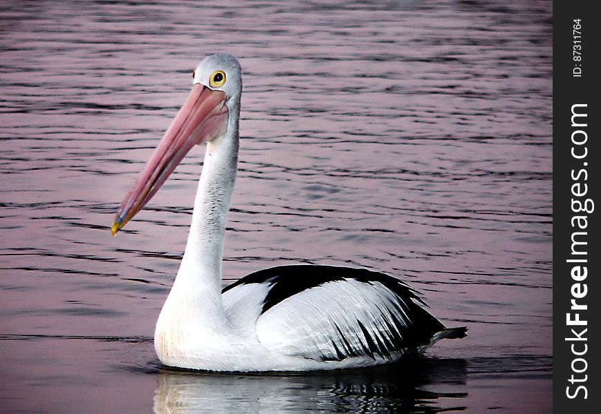 Despite the fact that pelicans are omnivorous birds, pelicans mainly feed on fish, crustaceans such as prawns and crabs, small species of turtle and squid. The pelican uses it&#x27;s beak pouch to scoop a mouth-full of water up and then strains the water out of it&#x27;s beak leaving the food &#x28;such as fish&#x29; behind for the pelican to eat. Despite the fact that pelicans are omnivorous birds, pelicans mainly feed on fish, crustaceans such as prawns and crabs, small species of turtle and squid. The pelican uses it&#x27;s beak pouch to scoop a mouth-full of water up and then strains the water out of it&#x27;s beak leaving the food &#x28;such as fish&#x29; behind for the pelican to eat.
