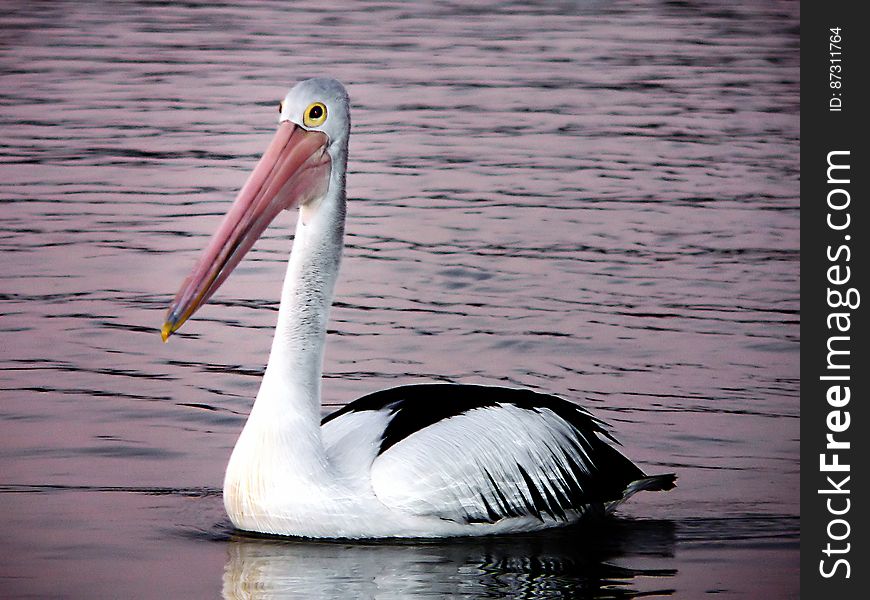 Pelican.&#x28;Pelecanus conspicillatus&#x29