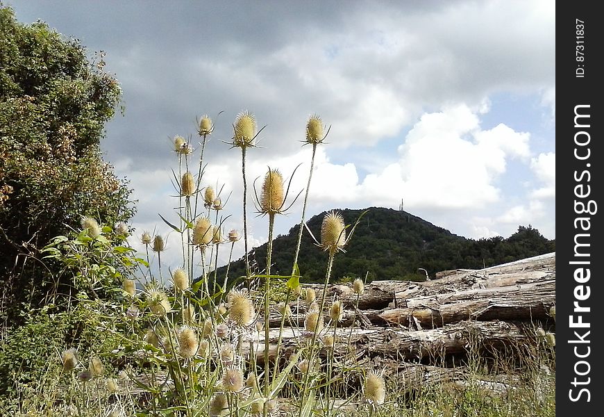 Cloud, Sky, Plant, Flower