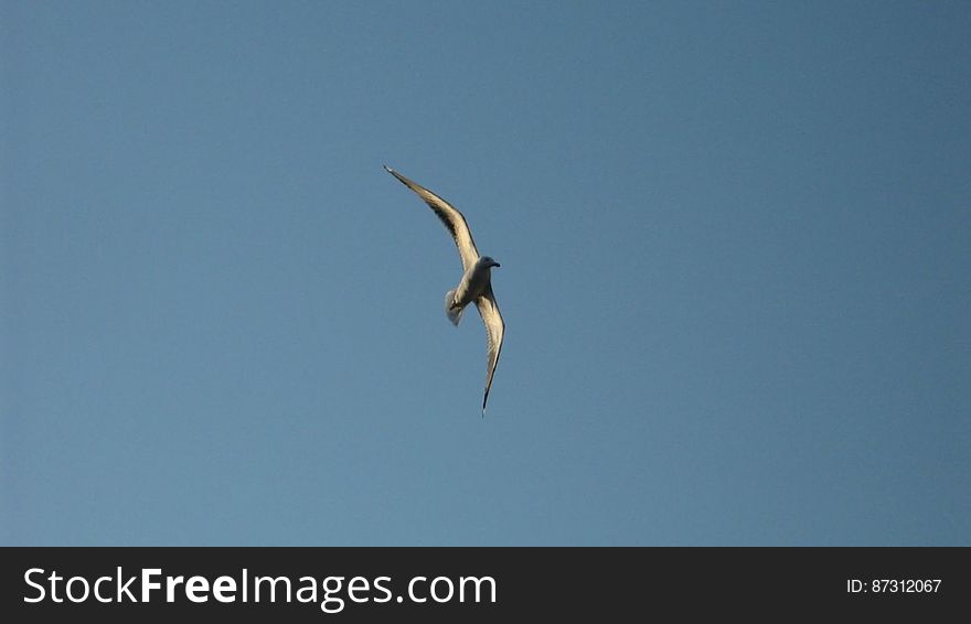 Widescreen Wings