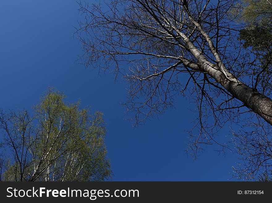 Sky, Natural landscape, Twig, Tree, Trunk, Tints and shades