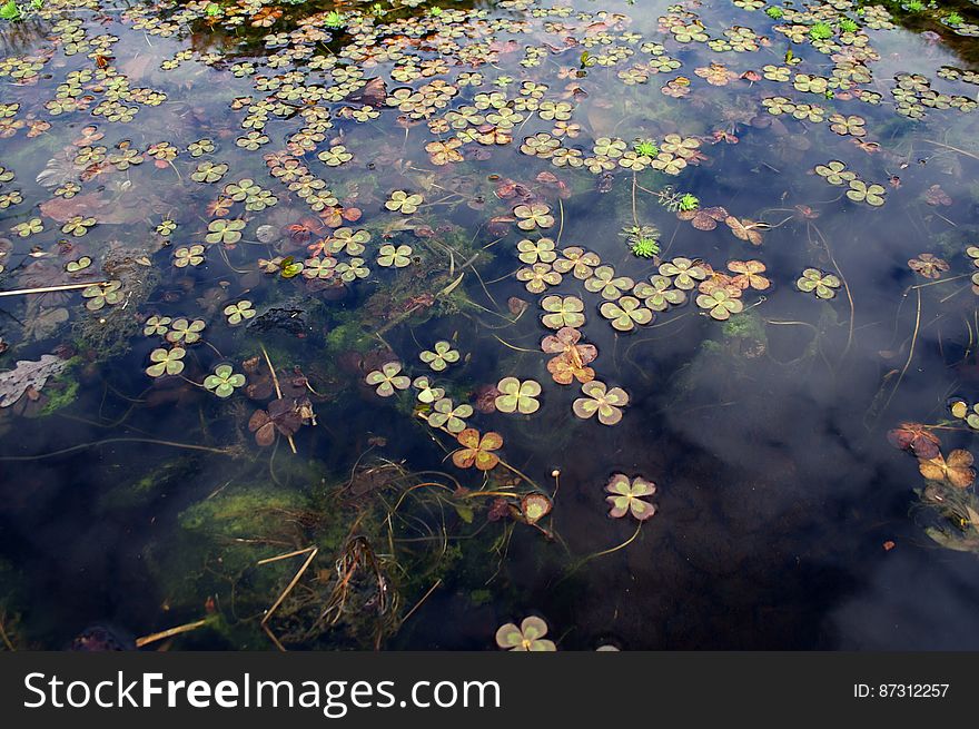 clovers on pond