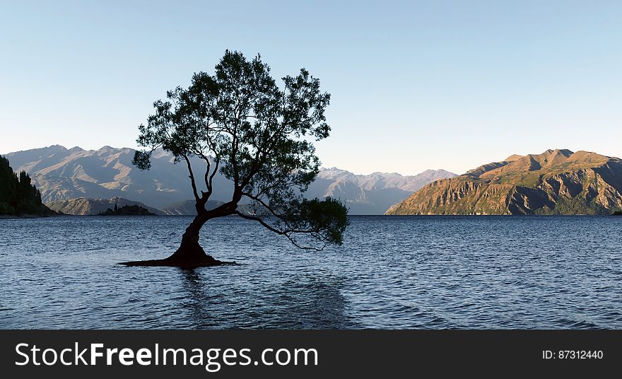 &#x22;The Tree&#x22; Lake Wanaka. NZ