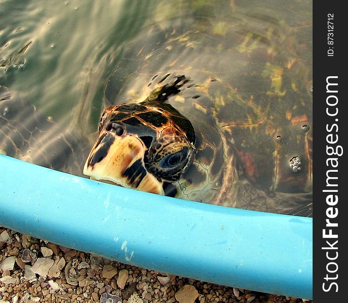 In an Ibama oceanarium turtle shaped &#x28;satellite view&#x29; &#x28;aquarium&#x29;, Praia da Atalaia. Aracaju/SE. Note that near the oceanarium there is a green area where there&#x27;s now the lakes, etc :&#x29; Queria tanto que minha câmera digital fosse de médio formato, já que gosto de deixar quase sempre a imagem quadrada ou perto disso :&#x29; www.informesergipe.com.br/pagina_data.php?sec=9&amp;&amp;... E tá chegando perto das 200 fotos... E 20MiB/mês já não é bastante... Juntar dinheiro agora... hahahaha :P