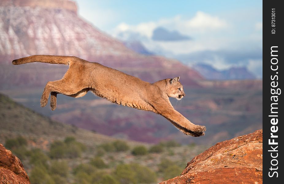 Puma jumping the red rocks in Utah - CA. Puma jumping the red rocks in Utah - CA