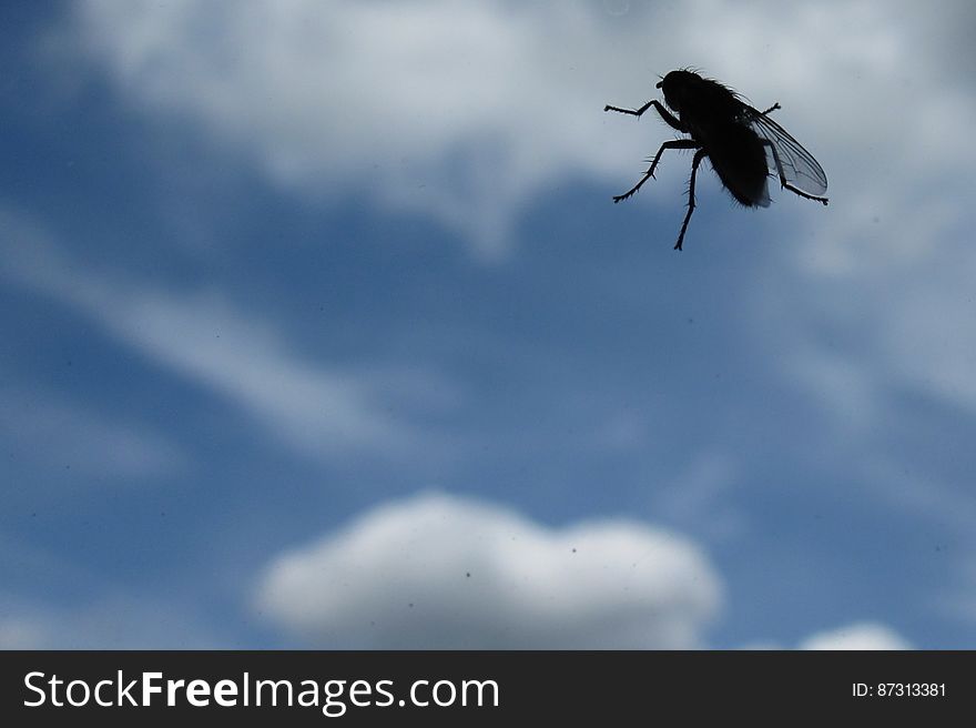 Fly silhouetted against a blue sky with clouds. Fly silhouetted against a blue sky with clouds.