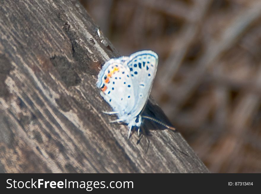 Silver studded blue butterfly &#x28;Plebeius argus&#x29;. 2009-05-07: On the fifth day of our camping trip on the Mogollon Rim we were still looking to beat the heat by staying above the rim. Iâ€™d noticed a route marked as a trail on my GPS &#x28;the base map on my Garmin Oregon 400T&#x29; leading to a spot marked Lost Lake. We headed for trail, turning off of the main road onto a jeep track. The route quickly got rocky, and we assumed it was petering out, so we parked and started hiking. Within a couple hundred feet, the route turned back into a smooth, dirt, two-track roadâ€¦ basically, quite driveable. We hiked it anyway. There was a tree blocking the road about halfway to Lost Lake, but aside from that the route is a well maintained route, with a couple side-roads heading off of it. The road gently ascends to the top of a hill, where Lost Lake is actually a pair of tanks. The upper tank is quite large, and both had water in them. There were a few wildflowers, and butterflies and western tanagers were flitting about. Itâ€™s a very pretty area, and quite likely an excellent place for bird watching. Lost Lake is definitely worth a visit, whether hiking or driving. The tanks are surrounded by forest, and we took advantage of the shade to have lunch, enjoy the beautiful day, and catch a quick nap. Hiking report View all photos from this hike